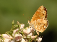 Phyciodes pallida