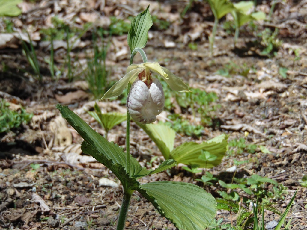 Cypripedium japonicum