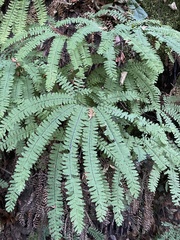 Adiantum aleuticum aleuticum