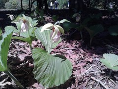 Cypripedium japonicum, photograph (c) bemma, some rights reserved (CC BY)