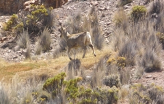 Hippocamelus antisensis