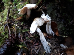 Hypomyces cervinigenus