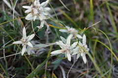 Leontopodium leontopodioides