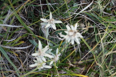 Leontopodium leontopodioides