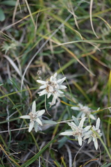 Leontopodium leontopodioides