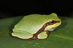 Hyla andersonii