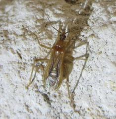 Oncerotrachelus pallidus