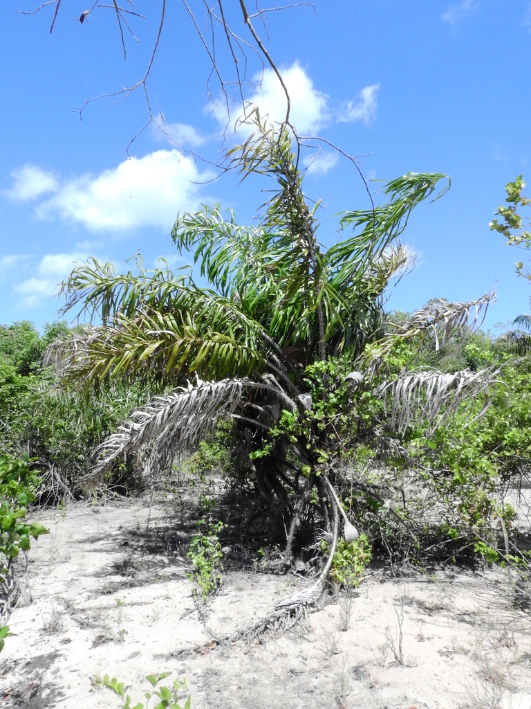 Astrocaryum giganteum