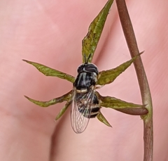 Paragus crenulatus
