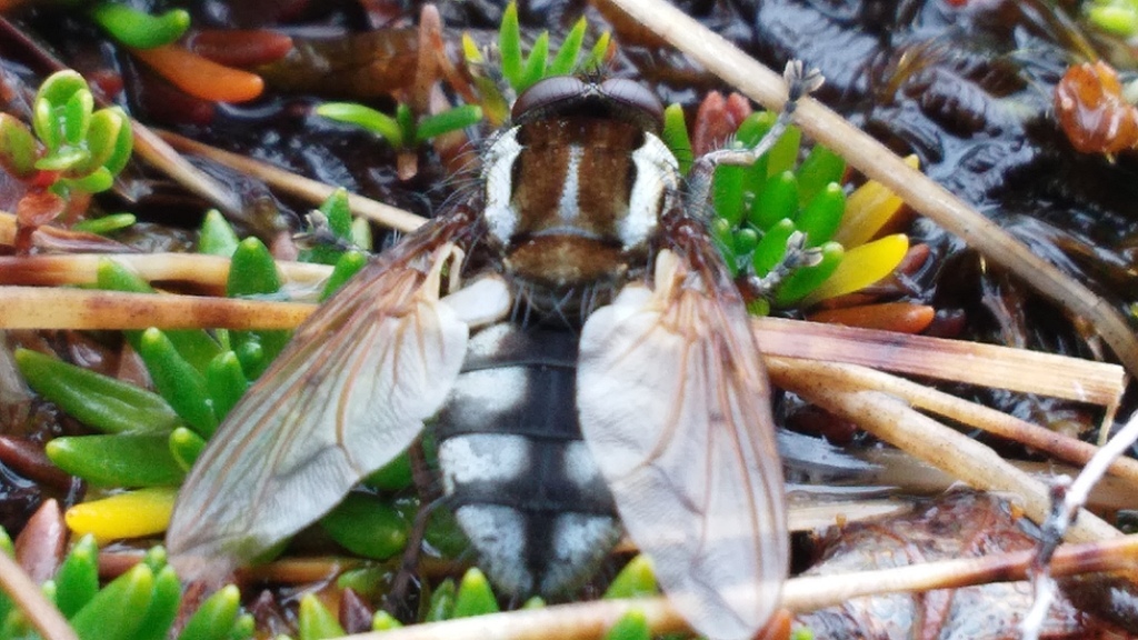 Hyadesimyia