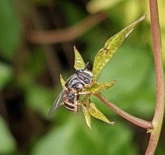 Paragus crenulatus