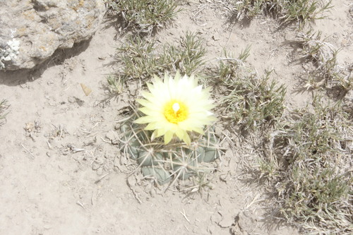 Coryphantha pycnacantha