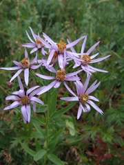 Galatella hauptii