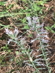 Liatris hesperelegans