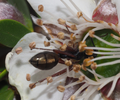 Camponotus suffusus bendigensis