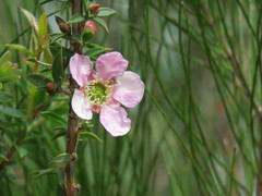 Leptospermum squarrosum