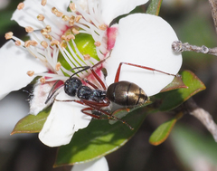 Camponotus suffusus bendigensis