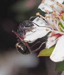 Camponotus suffusus bendigensis