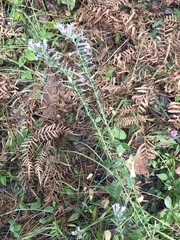 Liatris hesperelegans