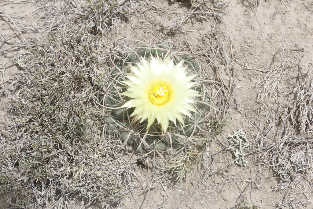 Coryphantha pycnacantha, Veracruz, MX