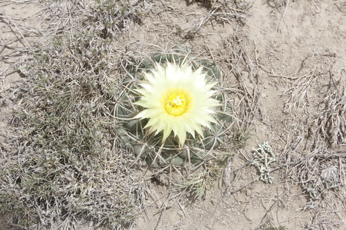Image of Coryphantha pycnacantha by (c) Juan Cruzado Cortés, some rights reserved (CC BY-SA)