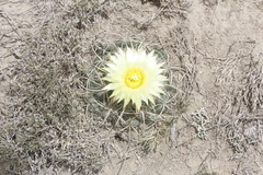 Coryphantha pycnacantha