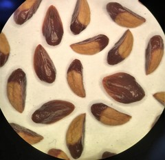 Cotoneaster dielsianus