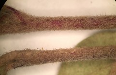 Cotoneaster dielsianus