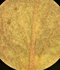 Cotoneaster dielsianus