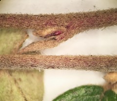 Cotoneaster dielsianus