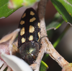 Castiarina parallela