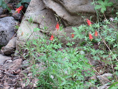 Aquilegia desertorum