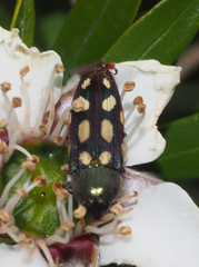 Castiarina parallela