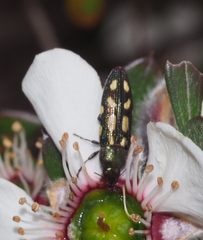 Castiarina parallela
