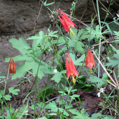 Aquilegia desertorum