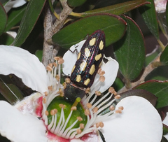 Castiarina parallela