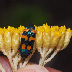 Castiarina bicolor