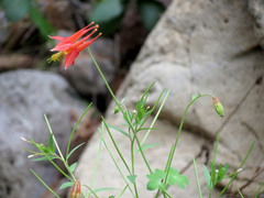 Aquilegia desertorum