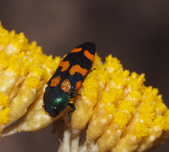 Castiarina bicolor