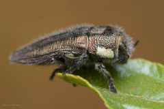 Tyndaris marginella