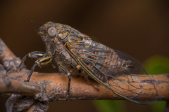 Chilecicada occidentis