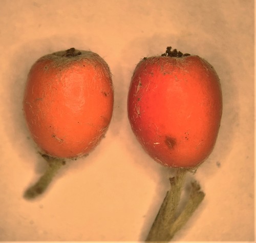 Cotonéaster de Franchet 3