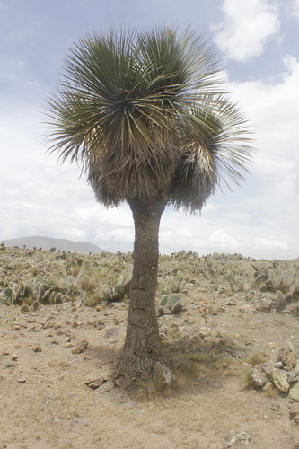 Nolina parviflora