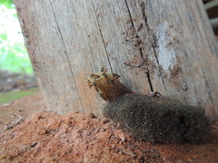Tetragonisca angustula