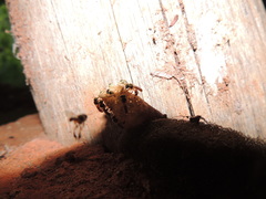 Tetragonisca angustula