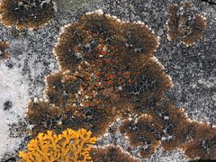 Squamulea galactophylla