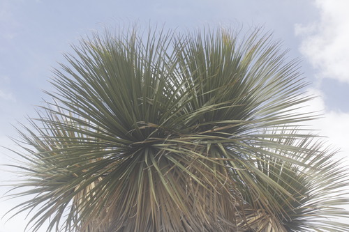 Nolina parviflora