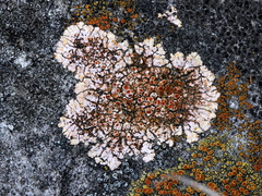 Squamulea galactophylla