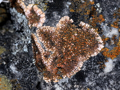 Squamulea galactophylla