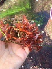 Botryocladia pseudodichotoma